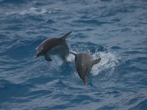 Imagen de Buceando con delfines - 1