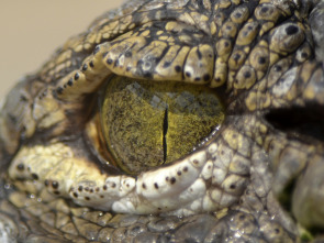 Imagen de La invasión de los cocodrilos - 1