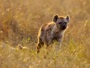 Imagen de Naabi, la princesa hiena - 1