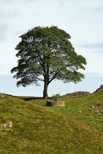 Imagen de The Sycamore Gap: From Roots to Ruin - 2
