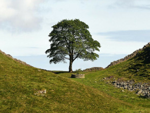 Imagen de The Sycamore Gap: From Roots to Ruin - 1