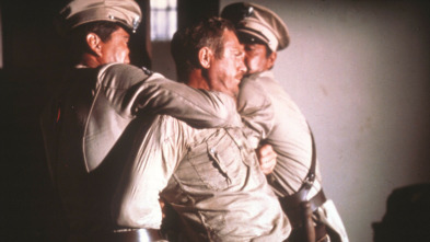 Imagen de Papillon - 3