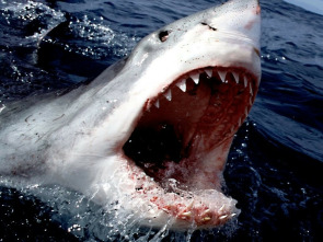 Imagen de Tiburón - 1
