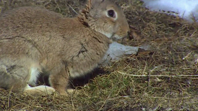 Imagen de Catalunya salvatge: Episodi 1 - 3