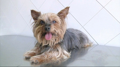 Imagen de Veterinaris (T6): Ep.5 - 3