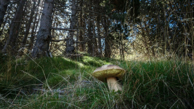 Caçadors de bolets (T2011): Carme Ruscalleda