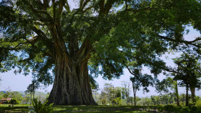 Imagen de Arbres genials - 3