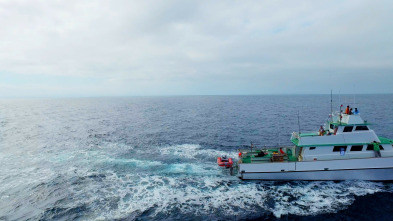 La balena solitària