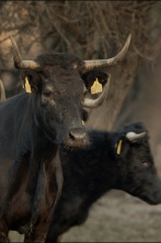 Imagen de L'illa dels Bous - 2