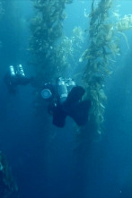 La balena solitària