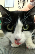 Imagen de Veterinaris (T10): Ep.13  - 2