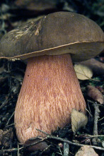 Imagen de Caçadors de bolets (T9): Ep.2 - 2