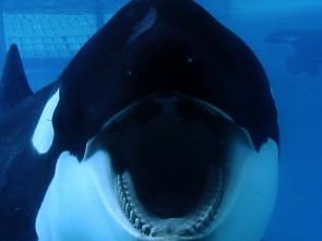 Blackfish