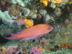 Imagen de Catalunya salvatge: La selva humida - 1