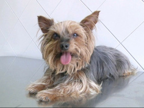 Imagen de Veterinaris (T6): Ep.5 - 1