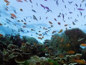 Imagen de The Great Barrier...: The Living Reef - 1