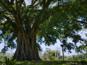 Imagen de Arbres genials - 1