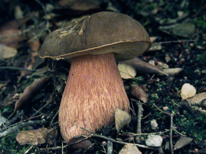 Imagen de Caçadors de bolets (T9): Ep.2 - 1