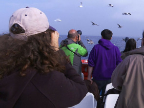 Imagen de Tocats de l'ala (T1): Ocells de pota llarga - 1