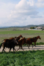 Todo caballo