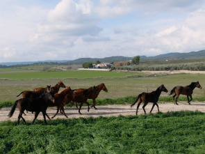 Todo caballo