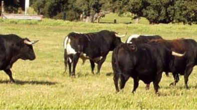 Imagen de Nuestro Campo Bravo - 3