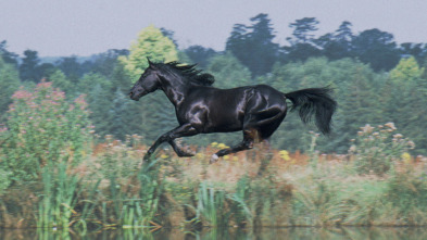 Imagen de Belleza negra - 3