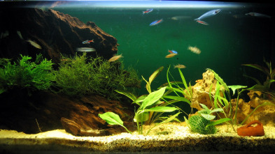 Imagen de Acuarios XXL: Unas navidades felices para los peces - 3