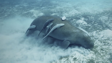 Imagen de Misterios de las... (T2): Secretos de un submarino ruso - 5