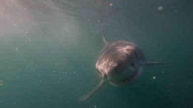Imagen de ¡Peligro, tiburón blanco! - 7