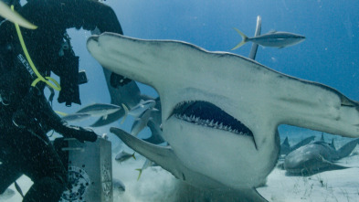 Imagen de Tiburón: a la caza de Colossus - 3