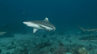 Imagen de Sharkzilla ataca Nueva York - 3