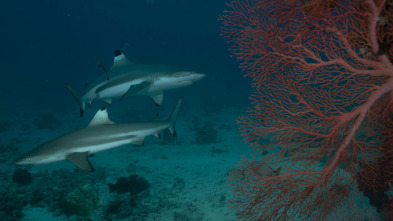 Imagen de La invasión del megatiburón - 3