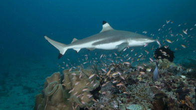 Imagen de Mi extraña adicción: tiburones - 15