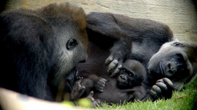 Crónicas del zoo (T1)