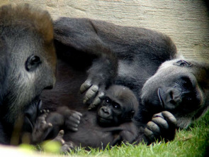 Imagen de Crónicas del zoo (T1) - 1
