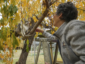 ¿Cómo lo hacen?...: Serpientes voladoras