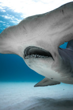 Imagen de Tiburones: aguas peligrosas - 6