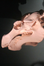 Imagen de Misterios en el museo: Fantasma desconsolado y otros misterios - 4