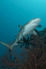 Imagen de Sharkzilla ataca Nueva York - 2