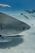 Imagen de Kpop: cazadores de tiburones - 8