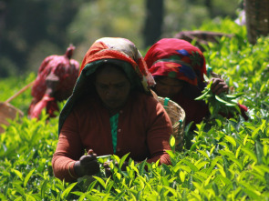 Imagen de ¿Cómo lo hacen?: Cascos, té, central eléctrica de Siekierki - 1