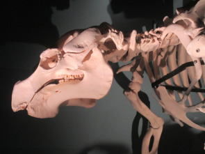 Imagen de Misterios en el museo  - 16