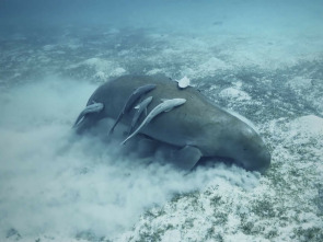 Imagen de Misterios de las... (T2): Secretos de un submarino ruso - 3