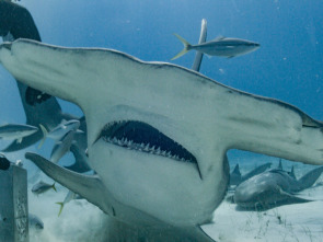 Imagen de Tiburón: a la caza de Colossus - 1