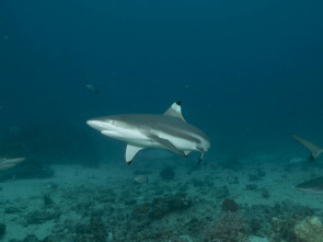 Imagen de Sharkzilla ataca Nueva York - 1