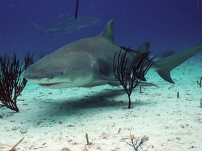 Imagen de Kpop: cazadores de tiburones - 7