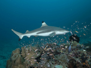 Imagen de Mi extraña adicción: tiburones - 13