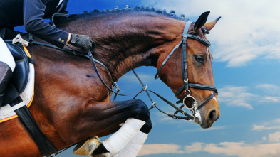 Imagen de Mundial de saltos ecuestres con caballos de cría (2025) - 4