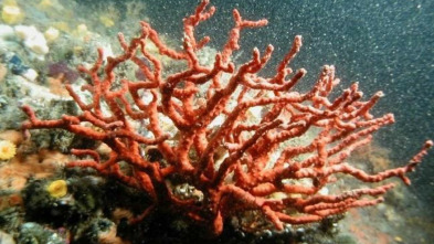 Imagen de Salpem (T1): Costa Daurada Sud - 3